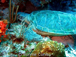Huge turtle seen in Grand Cayman August 2008.  Photo take... by Bonnie Conley 